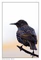 Sturnus vulgaris_1